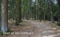 Der Weg schlängelt sich öfters durch die örtlichen Wälder
